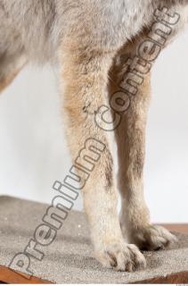 Wolf leg photo reference 0003